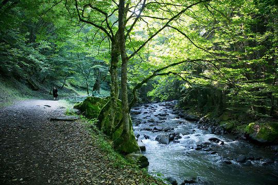 Borjomi , GEORGIA - August 14 , 2013:
Tourist and locals take a walk into the Borjomi-Kharagauli National Park .