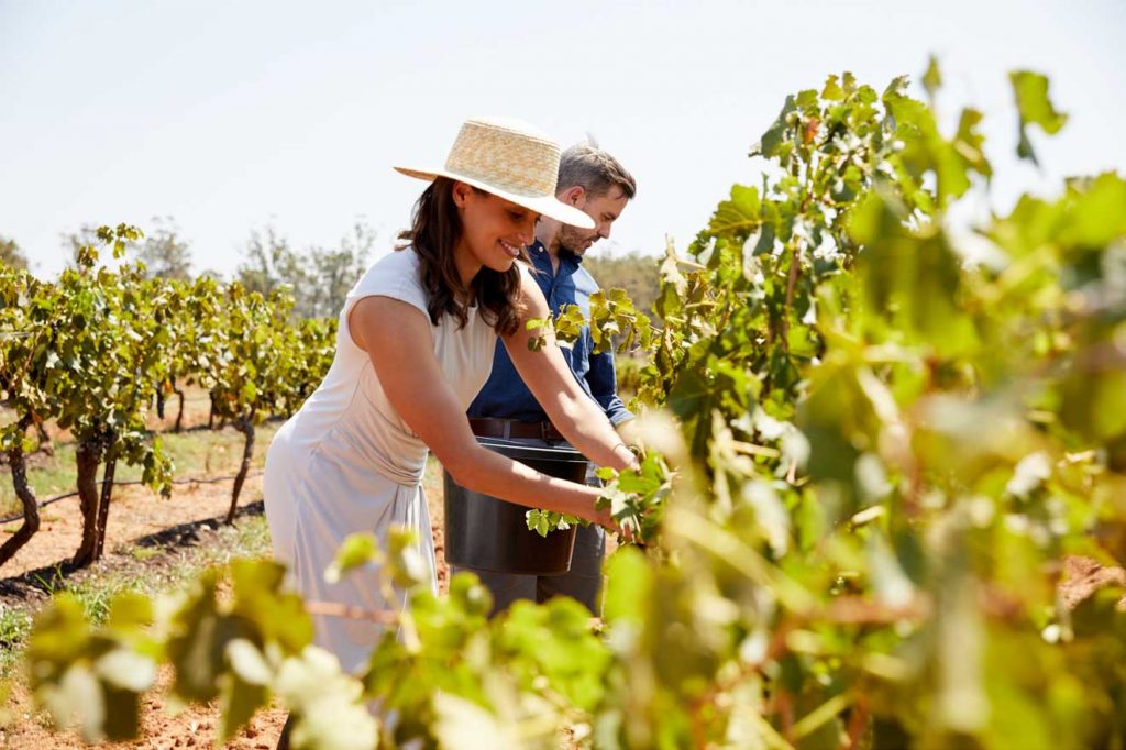 winery-tour-at-Brokenwood-Wines-Pokolbin-Hunter-Valley